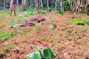 ഉള്ളിയേരിയിൽ കാട്ടുപന്നിക്കൂട്ടം നേന്ത്രവാഴത്തോട്ടം നശിപ്പിച്ചു; കർഷകർക്ക് വൻ നഷ്ടം