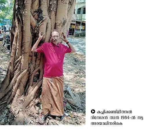 നാല് പതിറ്റാണ്ടിന്റെ തണലൊഴിയുന്നു; വൈക്കിലശ്ശേരിയിലെ അരയാൽ ഓർമ്മയാകുന്നു
