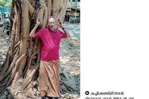 നാല് പതിറ്റാണ്ടിന്റെ തണലൊഴിയുന്നു; വൈക്കിലശ്ശേരിയിലെ അരയാൽ ഓർമ്മയാകുന്നു