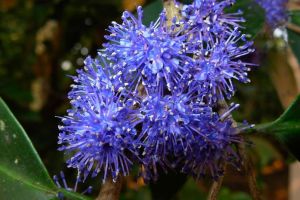 ചോമ്പാലയുടെ മണ്ണിൽ വിരിഞ്ഞ നീലവസന്തം