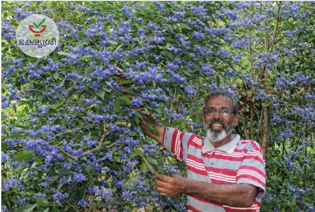 ചോമ്പാലയുടെ മണ്ണിൽ വിരിഞ്ഞ നീലവസന്തം