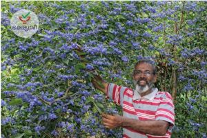 ചോമ്പാലയുടെ മണ്ണിൽ വിരിഞ്ഞ നീലവസന്തം