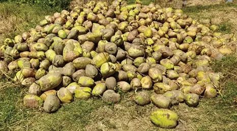 തേങ്ങയുടെ വിലയിടിവ് കേരകർഷകർക്ക് ദുരിതം