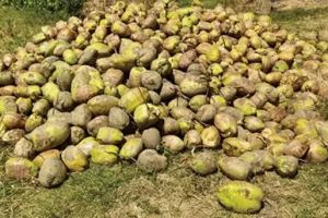 തേങ്ങയുടെ വിലയിടിവ് കേരകർഷകർക്ക് ദുരിതം