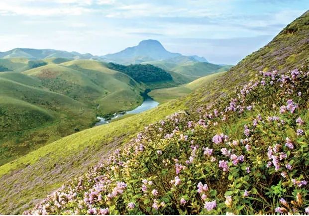 വരയാടുകളുടെ സങ്കേതം ഒരുങ്ങി; ഇരവികുളം ദേശീയോദ്യാനം ഏപ്രിൽ ഒന്നിന് തുറക്കും