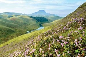 വരയാടുകളുടെ സങ്കേതം ഒരുങ്ങി; ഇരവികുളം ദേശീയോദ്യാനം ഏപ്രിൽ ഒന്നിന് തുറക്കും