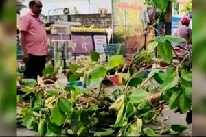 കൊയിലാണ്ടിയിൽ ഓടിക്കൊണ്ടിരുന്ന ബൈക്കിന് മുകളിൽ മരക്കൊമ്പ് വീണു; യുവാവിന് ഗുരുതര പരിക്ക്