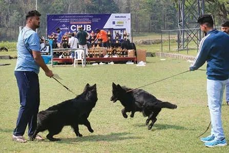 ജർമൻ ഷെപ്പേർഡ് നായകളുടെ വൈവിധ്യംനിറച്ച് സ്പെഷ്യാലിറ്റി ഷോ