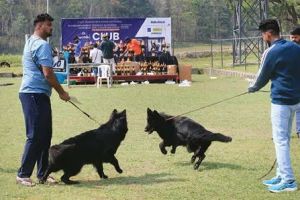 ജർമൻ ഷെപ്പേർഡ് നായകളുടെ വൈവിധ്യംനിറച്ച് സ്പെഷ്യാലിറ്റി ഷോ