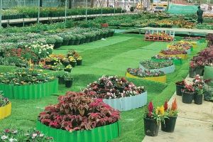 തേക്കടിയിൽ ഇനി പൂക്കാലം...