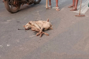 പള്ളിയത്ത് തെരുവുനായയ്ക്ക് പേവിഷബാധ: പ്രതിരോധ നടപടികൾ ഊർജ്ജിതം, ആശങ്ക വേണ്ടെന്ന് ആരോഗ്യവിഭാഗം
