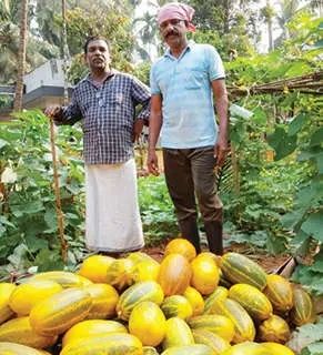 വിളവെടുപ്പ് സജീവമായിട്ടും വെള്ളരിക്ക് വിലയില്ല; വന്യജീവി ശല്യവും വിലത്തകർച്ചയും കർഷകരെ പ്രതിസന്ധിയിലാക്കുന്നു