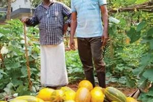 വിളവെടുപ്പ് സജീവമായിട്ടും വെള്ളരിക്ക് വിലയില്ല; വന്യജീവി ശല്യവും വിലത്തകർച്ചയും കർഷകരെ പ്രതിസന്ധിയിലാക്കുന്നു