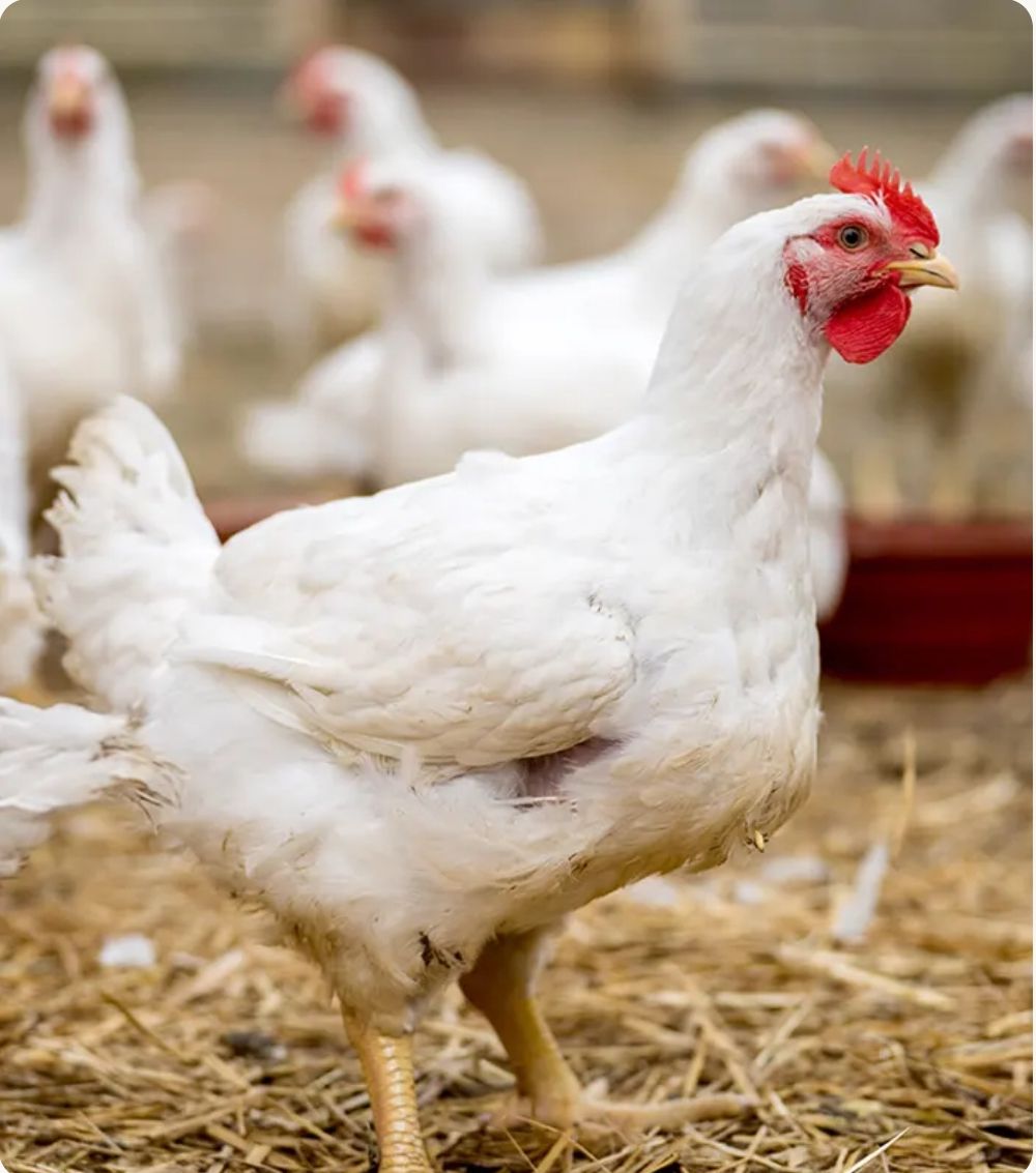 ചിക്കൻ വില കുത്തനെ താഴ്ന്നു; മട്ടന് 'പൊള്ളുന്ന' വില