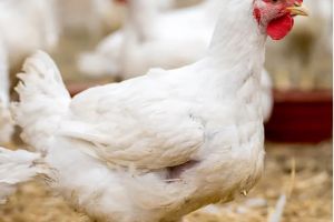 ചിക്കൻ വില കുത്തനെ താഴ്ന്നു; മട്ടന് 'പൊള്ളുന്ന' വില