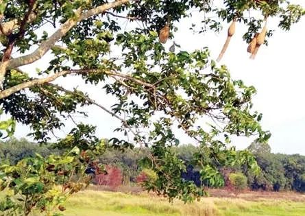 ദേശാടകർ പറന്നകന്നു; കരിങ്ങാലിയിൽ കതിരുനുള്ളാൻ കുരുവിയെത്തി