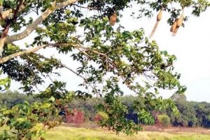 ദേശാടകർ പറന്നകന്നു; കരിങ്ങാലിയിൽ കതിരുനുള്ളാൻ കുരുവിയെത്തി