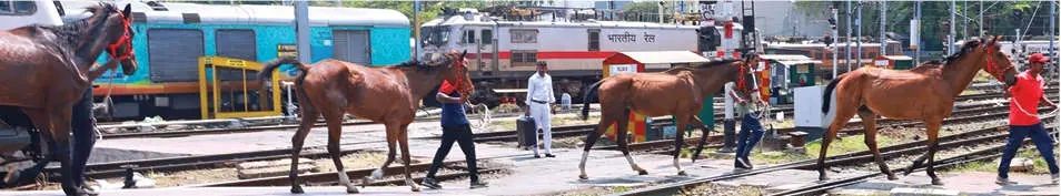 അശ്വാരൂഢസേനയിലേക്ക് അഞ്ച് കുതിരകൾ കുടി
