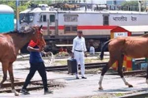 അശ്വാരൂഢസേനയിലേക്ക് അഞ്ച് കുതിരകൾ കുടി