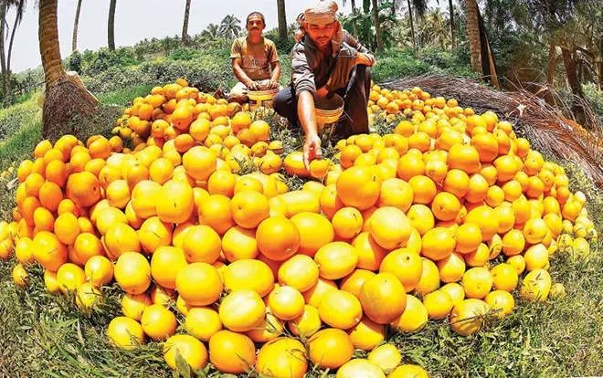 പ്രവാസലോകത്തേക്കും പെരുമണ്ണയുടെ കണിവെള്ളരി; വിഷുവിനെ വരവേൽക്കാൻ കോഴിക്കോട് ഒരുങ്ങി