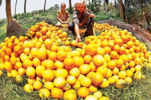 പ്രവാസലോകത്തേക്കും പെരുമണ്ണയുടെ കണിവെള്ളരി; വിഷുവിനെ വരവേൽക്കാൻ കോഴിക്കോട് ഒരുങ്ങി