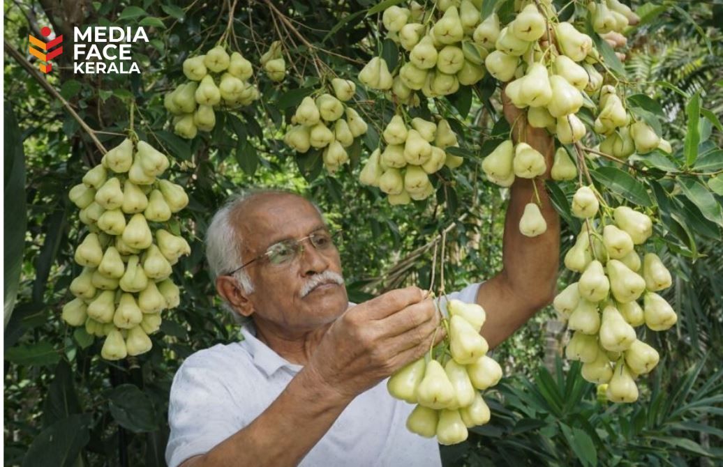 അക്ഷയപാത്രം പോലെ മുറ്റത്തൊരു ചാമ്പമരം :ദിവാകരൻ ചോമ്പാല