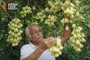 അക്ഷയപാത്രം പോലെ മുറ്റത്തൊരു ചാമ്പമരം :ദിവാകരൻ ചോമ്പാല