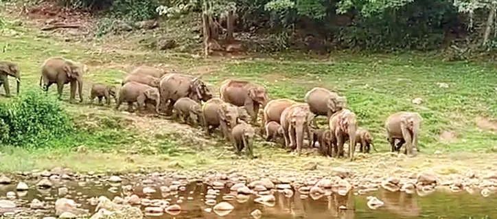 അവധിക്കാലം ആഘോഷിക്കാൻ സഞ്ചാരികൾ ആനക്കുളത്തേക്ക്