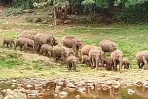അവധിക്കാലം ആഘോഷിക്കാൻ സഞ്ചാരികൾ ആനക്കുളത്തേക്ക്