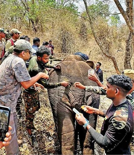 വേദനയിൽ പുളഞ്ഞ കാട്ടാനയ്ക്ക് രണ്ടാം ജന്മം നൽകിയ മനുഷ്യരിവർ