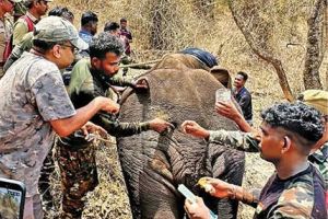വേദനയിൽ പുളഞ്ഞ കാട്ടാനയ്ക്ക് രണ്ടാം ജന്മം നൽകിയ മനുഷ്യരിവർ
