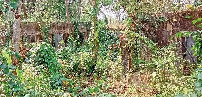 നാഥനില്ലാ കളരിയായി പേരാമ്പ്രയിലെ ഇറിഗേഷൻ ക്വാർട്ടേഴ്‌സുകൾ: കാടുമൂടി നശിക്കുന്നു