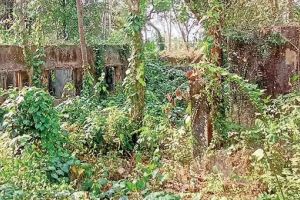 നാഥനില്ലാ കളരിയായി പേരാമ്പ്രയിലെ ഇറിഗേഷൻ ക്വാർട്ടേഴ്‌സുകൾ: കാടുമൂടി നശിക്കുന്നു