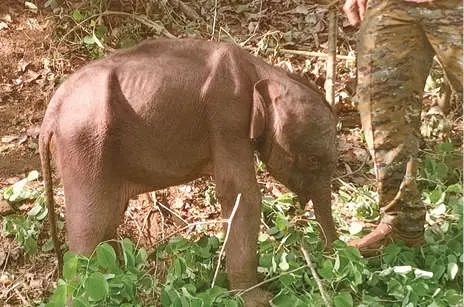 അബ്ബന്നൂരിലെ കുട്ടിയാന വനംവകുപ്പിന്റെ സംരക്ഷണയിൽ തുടരുന്നു