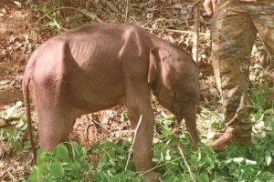 അബ്ബന്നൂരിലെ കുട്ടിയാന വനംവകുപ്പിന്റെ സംരക്ഷണയിൽ തുടരുന്നു