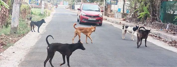 പയ്യന്നൂരിൽ തെരുവുനായശല്യം