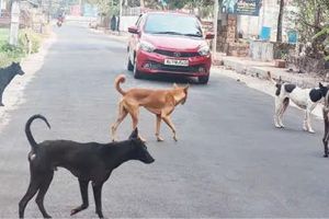 പയ്യന്നൂരിൽ തെരുവുനായശല്യം