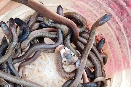 ജനവാസകേന്ദ്രത്തിൽനിന്ന് 26 മൂർഖൻപാമ്പുകളെ പിടികൂടി