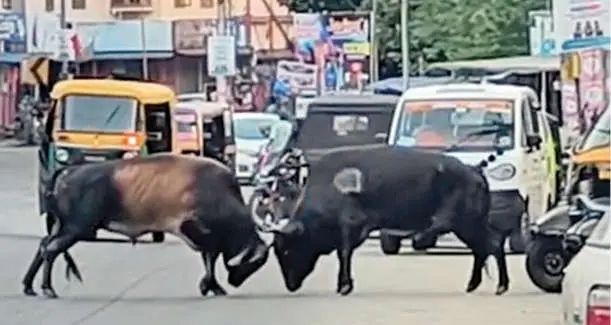 തലവേദനയായി തെരുവുകാളകൾ