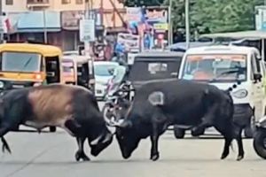 തലവേദനയായി തെരുവുകാളകൾ