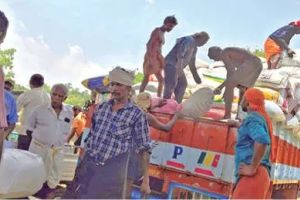വിളവ് പൊലിച്ചു : പിരപ്പമൺകാട് സപ്ലൈകോയ്ക്ക് കൈമാറിയത് 11.2 ടൺ നെല്ല്