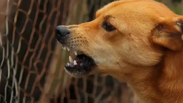 തെരുവുനായ്ക്കൾക്ക് ഭക്ഷണം നൽകാൻ പ്രത്യേക ഇടങ്ങൾ; നഗരസഭ നടപടി തുടങ്ങി