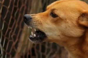 തെരുവുനായ്ക്കൾക്ക് ഭക്ഷണം നൽകാൻ പ്രത്യേക ഇടങ്ങൾ; നഗരസഭ നടപടി തുടങ്ങി