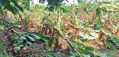 കാറ്റിൽ കടപുഴകിയത് 20,700 ഏത്തവാഴകൾ നടുവൊടിഞ്ഞ് കർഷകർ