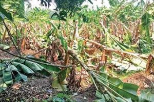 കാറ്റിൽ കടപുഴകിയത് 20,700 ഏത്തവാഴകൾ നടുവൊടിഞ്ഞ് കർഷകർ