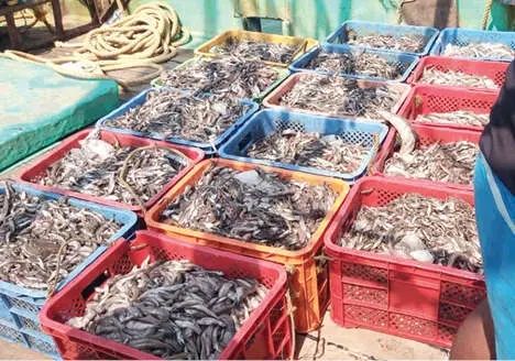 നിരോധിത വലകൾ ഉപയോഗിച്ച് ചെറുമത്സ്യങ്ങളെ പിടിച്ചു