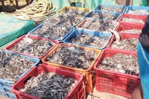 നിരോധിത വലകൾ ഉപയോഗിച്ച് ചെറുമത്സ്യങ്ങളെ പിടിച്ചു