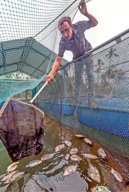 കൂട് മത്സ്യക്കൃഷി പ്രതിസന്ധിയിൽ; മീനുകൾ ചത്തുപൊങ്ങുന്നു