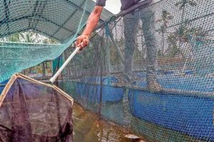 കൂട് മത്സ്യക്കൃഷി പ്രതിസന്ധിയിൽ; മീനുകൾ ചത്തുപൊങ്ങുന്നു