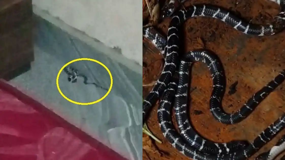 കോഴിക്കോട് യുവാവിന് പാമ്പുകടിയേറ്റു; കുറ്റ്യാടിയിൽ വീടിനുള്ളിൽ നിന്ന് അഞ്ച് വിഷപ്പാമ്പുകളെ പിടികൂടി